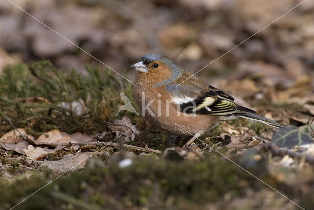 Vink (Fringilla coelebs)