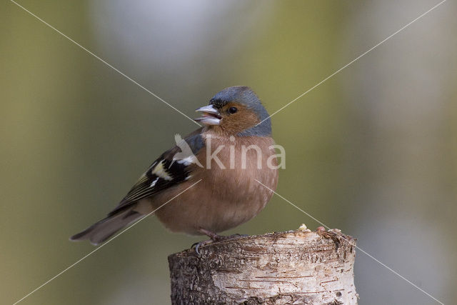 Vink (Fringilla coelebs)