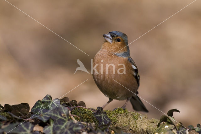 Vink (Fringilla coelebs)