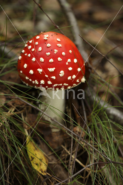 Vliegenzwam (Amanita muscaria)