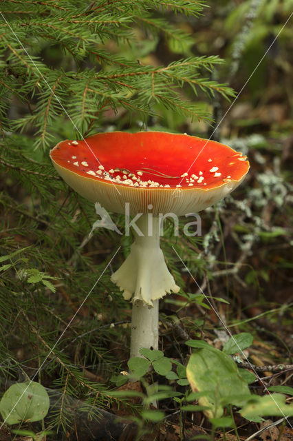 Vliegenzwam (Amanita muscaria)