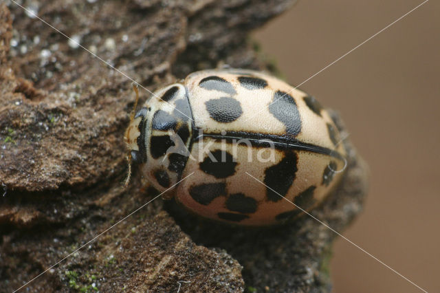 Vloeivleklieveheersbeestje (Oenopia conglobata)