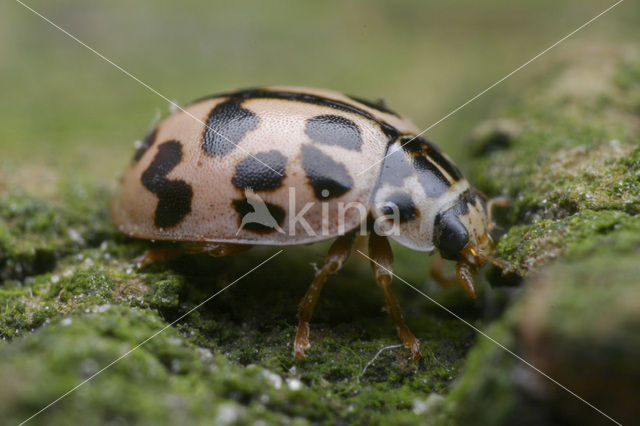 Vloeivleklieveheersbeestje (Oenopia conglobata)