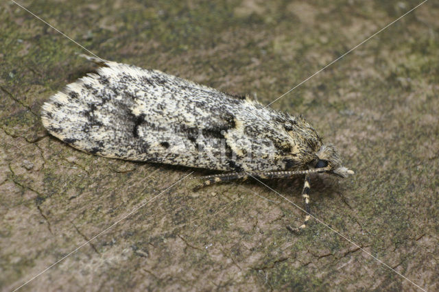 Voorjaarskortvleugelmot (Diurnea fagella)