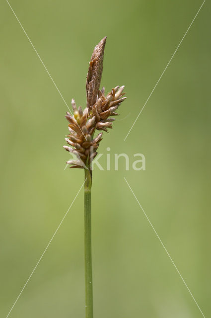 Voorjaarszegge (Carex caryophyllea)