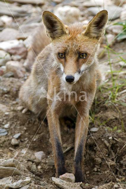 Vos (Vulpes vulpes)