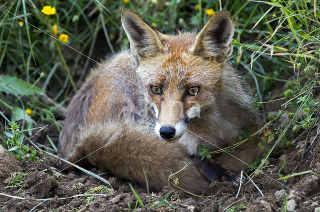 Vos (Vulpes vulpes)