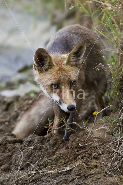 Vos (Vulpes vulpes)