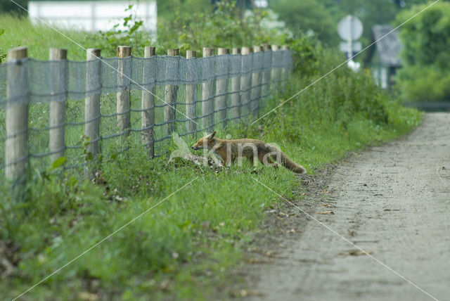 Vos (Vulpes vulpes)