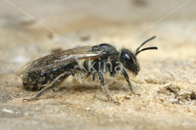 Vroege zandbij (Andrena praecox)