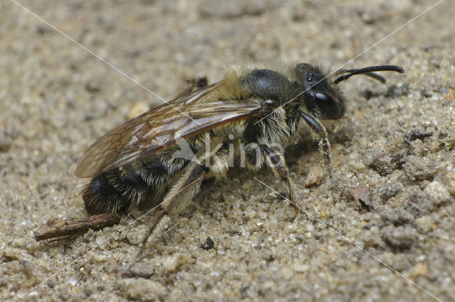 Vroege zandbij (Andrena praecox)