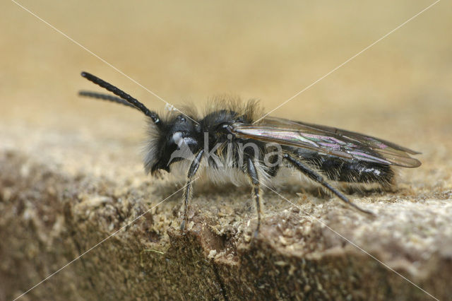 Vroege zandbij (Andrena praecox)