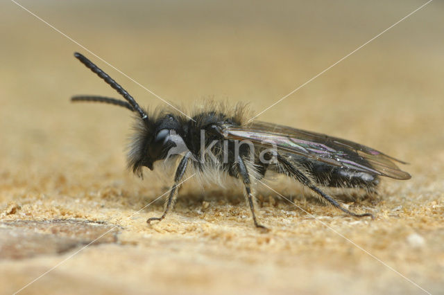 mining bee (Andrena praecox)