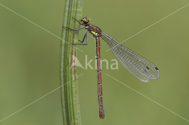 Vuurjuffer (Pyrrhosoma nymphula)