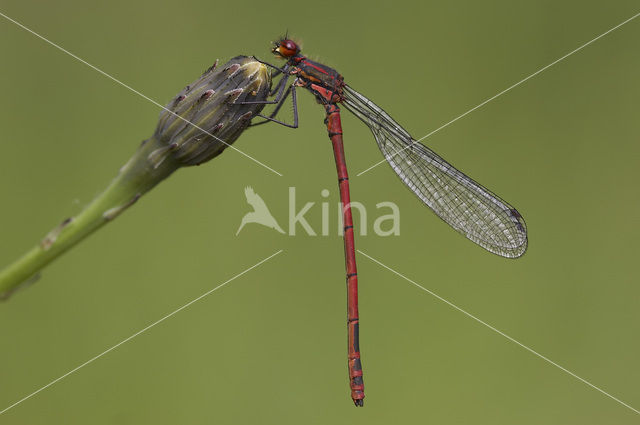 Vuurjuffer (Pyrrhosoma nymphula)