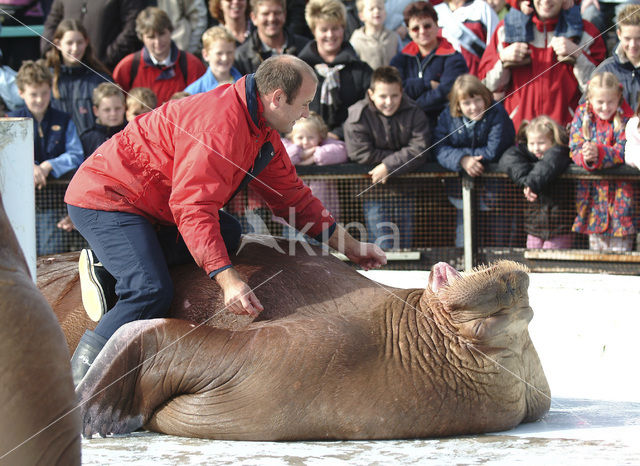 Walrus (Odobenus rosmarus)