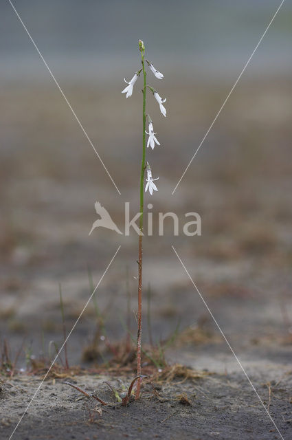 Waterlobelia (Lobelia dortmanna)