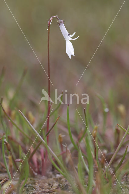 Waterlobelia (Lobelia dortmanna)