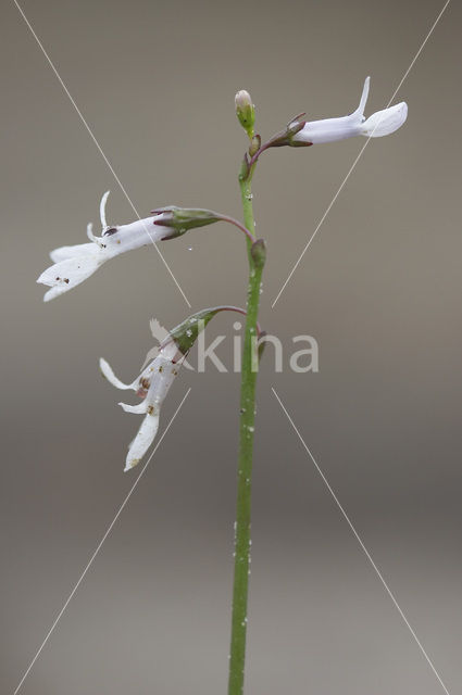 Waterlobelia (Lobelia dortmanna)