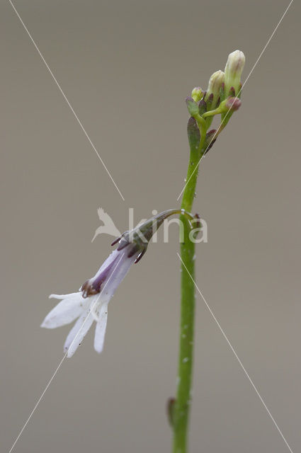 Waterlobelia (Lobelia dortmanna)