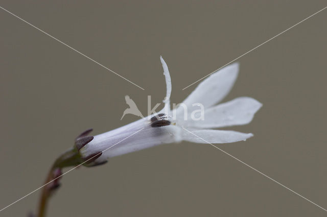 Waterlobelia (Lobelia dortmanna)