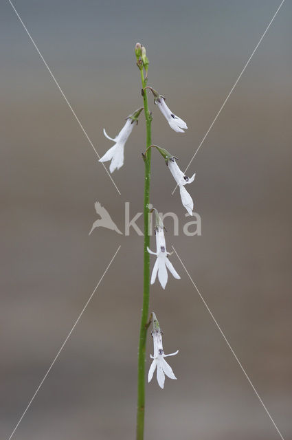 Waterlobelia (Lobelia dortmanna)