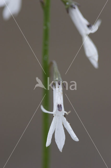 Waterlobelia (Lobelia dortmanna)