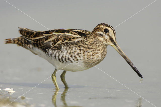 Watersnip (Gallinago gallinago)