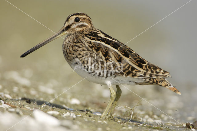 Watersnip (Gallinago gallinago)