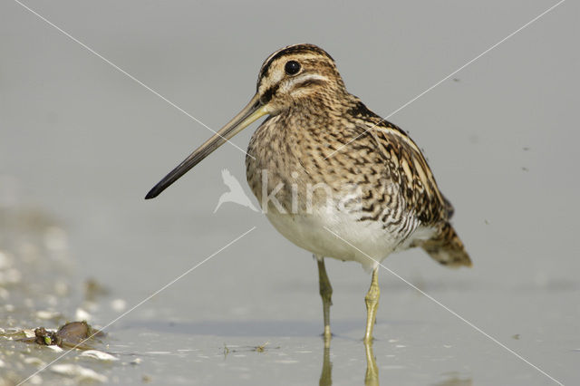 Watersnip (Gallinago gallinago)