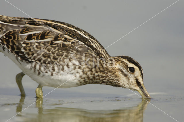 Watersnip (Gallinago gallinago)