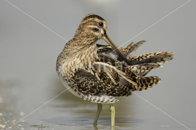 Watersnip (Gallinago gallinago)