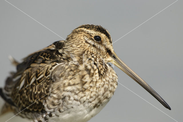 Watersnip (Gallinago gallinago)