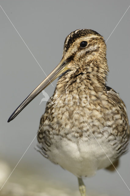 Watersnip (Gallinago gallinago)