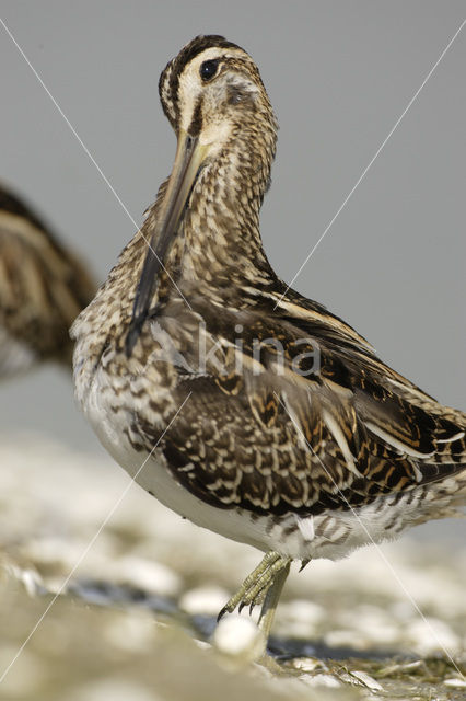 Watersnip (Gallinago gallinago)