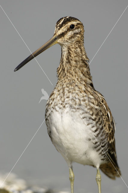 Watersnip (Gallinago gallinago)