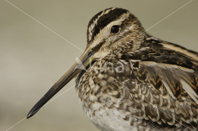 Watersnip (Gallinago gallinago)