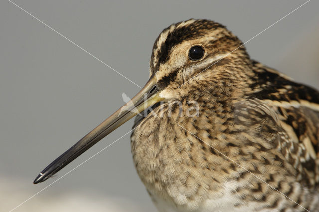 Watersnip (Gallinago gallinago)