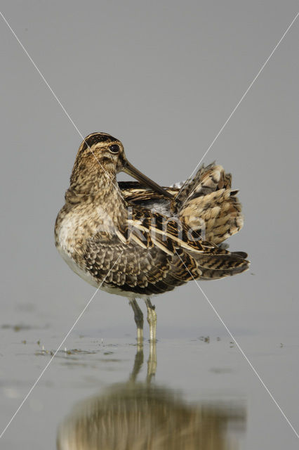 Watersnip (Gallinago gallinago)