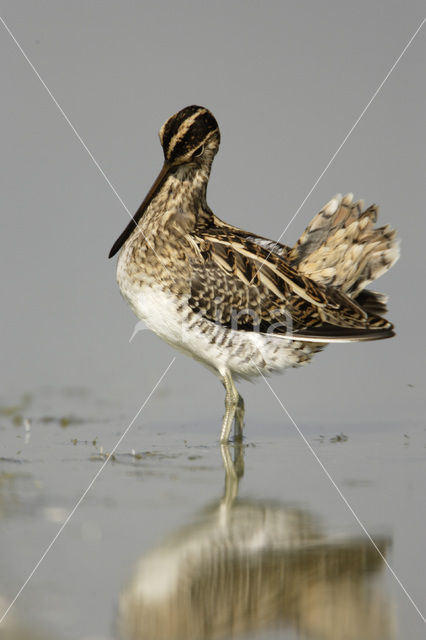 Watersnip (Gallinago gallinago)