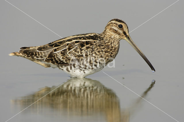 Watersnip (Gallinago gallinago)