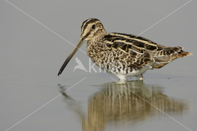 Watersnip (Gallinago gallinago)