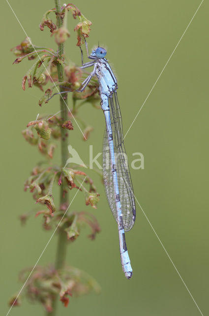 Watersnuffel (Enallagma cyathigerum)