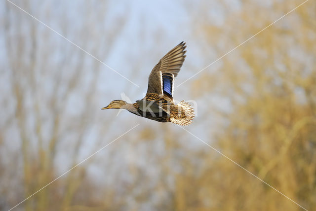 Wilde Eend (Anas platyrhynchos)