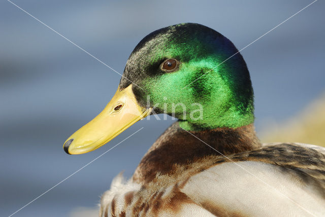 Mallard