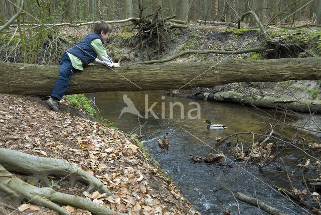 Wilde Eend (Anas platyrhynchos)