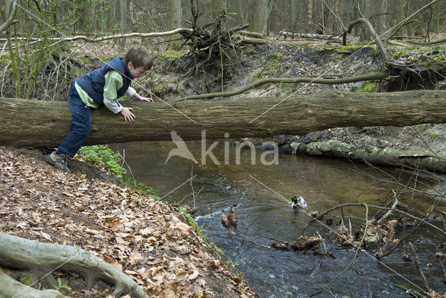 Wilde Eend (Anas platyrhynchos)