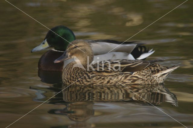 Wilde Eend (Anas platyrhynchos)