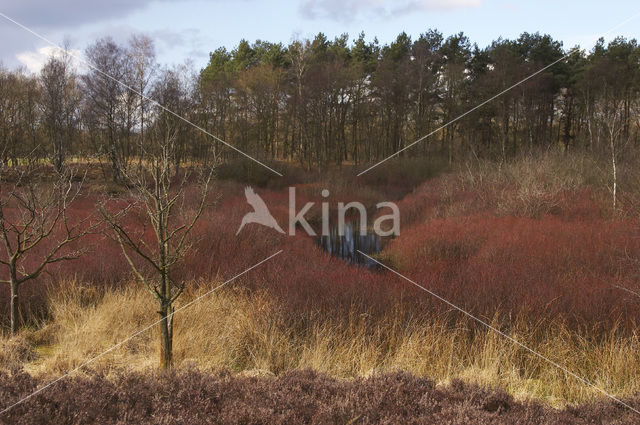 Wilde gagel (Myrica gale)