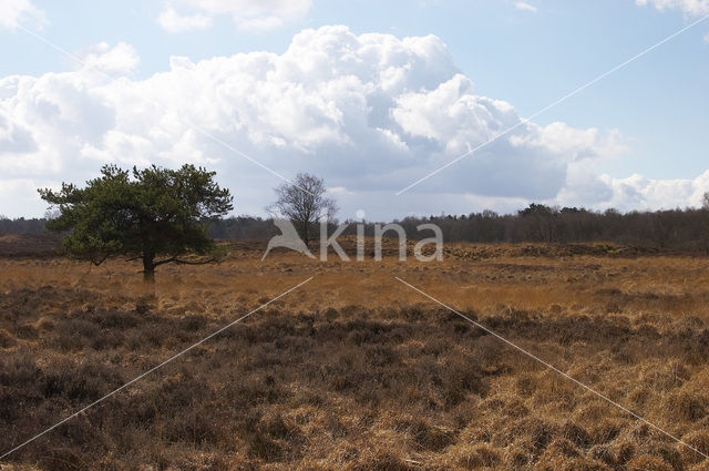 Wilde gagel (Myrica gale)